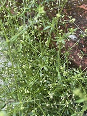 Galium mexicanum