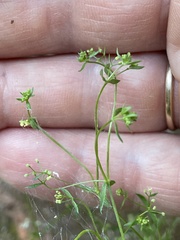 Galium mexicanum
