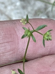 Galium mexicanum