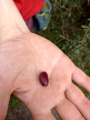 Eugenia uruguayensis