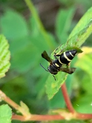 Symmorphus canadensis