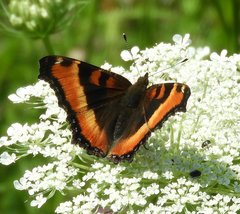 Aglais milberti milberti