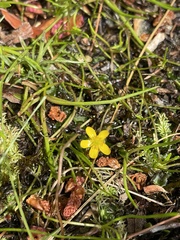 Ranunculus flammula filiformis