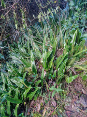 Serpocaulon levigatum