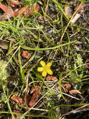 Ranunculus flammula filiformis