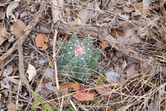 Melocactus concinnus