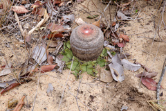Melocactus paucispinus