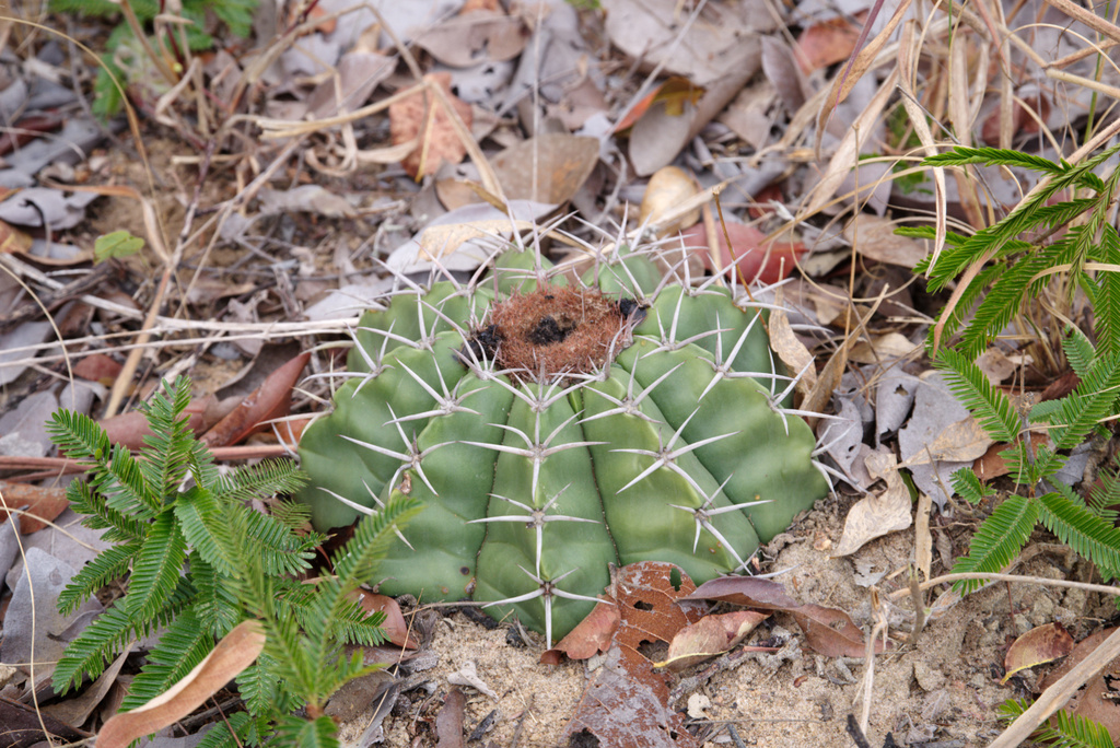 Melocactus paucispinus