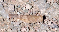 Trimerotropis occidentalis
