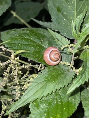 Cepaea