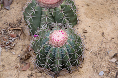 Melocactus concinnus