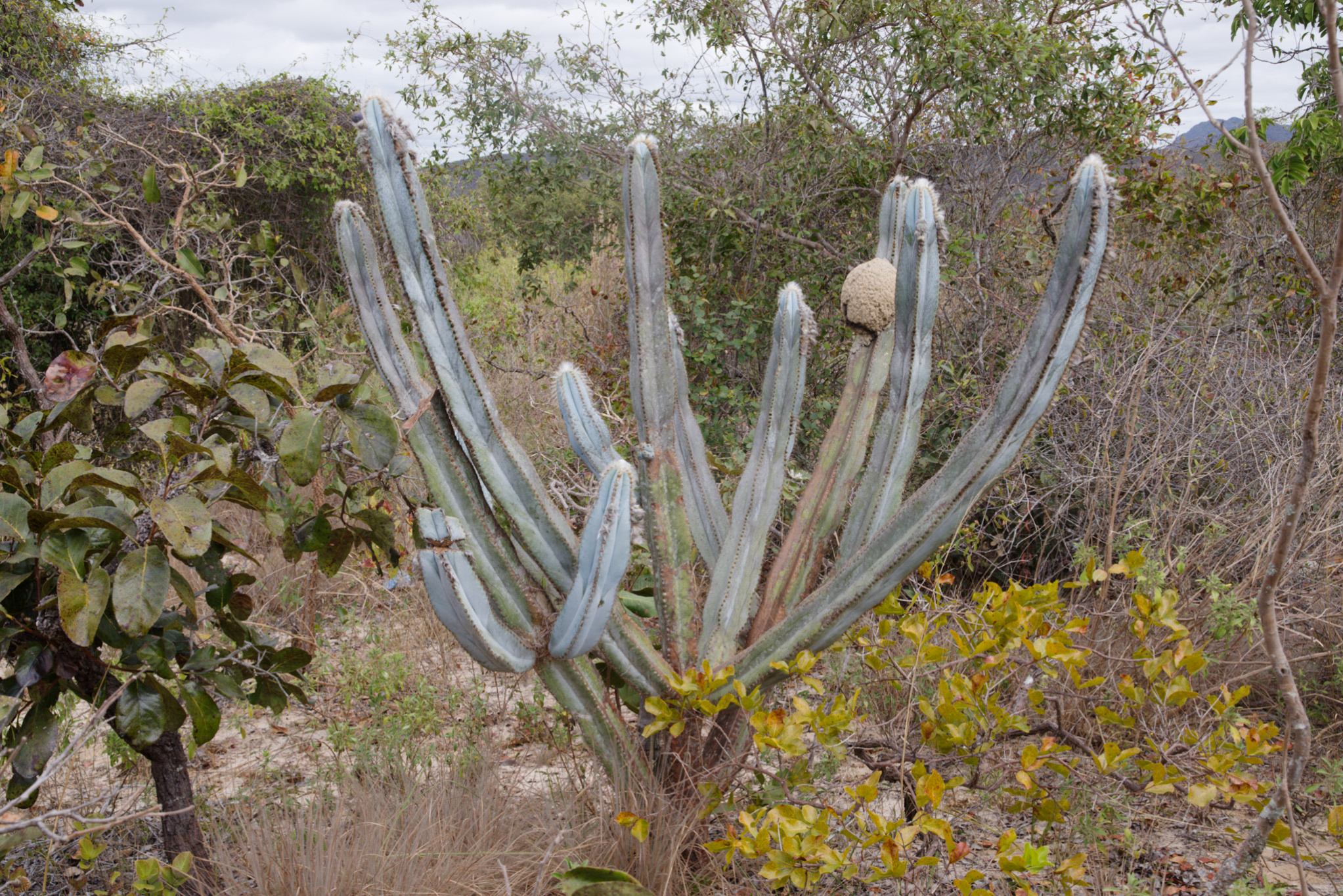 Pilosocereus pachycladus