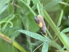 Dichrorampha alpinana