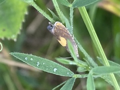 Dichrorampha alpinana