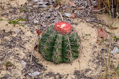 Melocactus