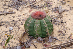 Melocactus