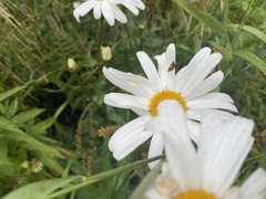 Dichrorampha alpinana