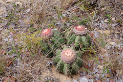 Melocactus