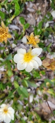 Dryas octopetala