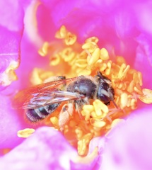 Andrena thaspii