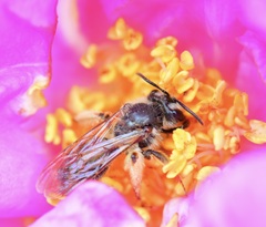 Andrena thaspii