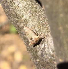 Telamonanthe