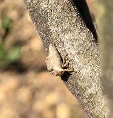 Telamonanthe