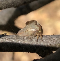 Telamonanthe