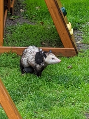 Didelphis virginiana