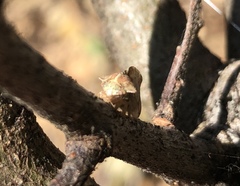 Telamonanthe