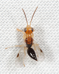 Anteon