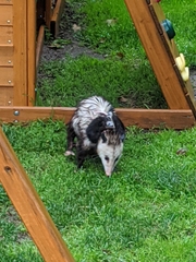 Didelphis virginiana