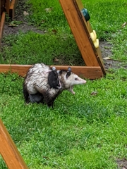 Didelphis virginiana