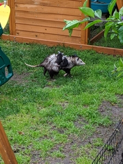 Didelphis virginiana