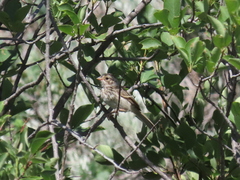 Passerculus sandwichensis anthinus