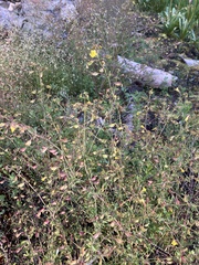 Erythranthe laciniata