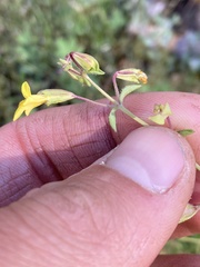 Erythranthe laciniata