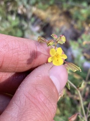 Erythranthe laciniata