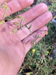 Erythranthe laciniata