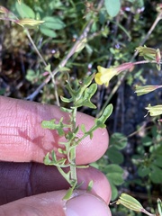 Erythranthe laciniata