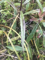 Saussurea angustifolia