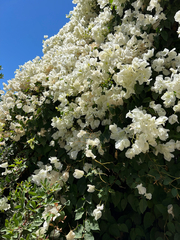 Bougainvillea glabra