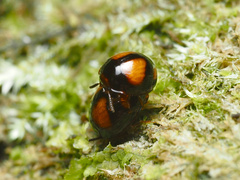 Stethotrypes raffrayi