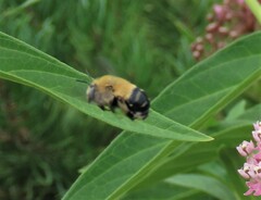 Anthophora montana