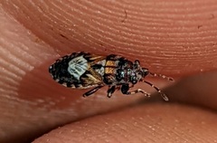 Phlegyas abbreviatus