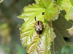 Calligrapha spiraeae