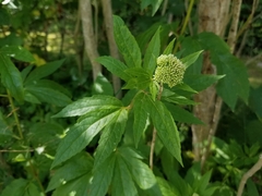 Eupatorium cannabinum
