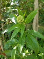 Eupatorium cannabinum