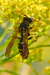 Polistes dominula