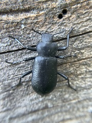 Iphthiminus